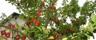 Apple tree before picking fruit