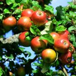 Apple tree variety Cherry