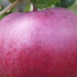 Apple tree Spartan: a wonderful winter variety of Canadian origin