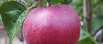 Apple tree Spartan: a wonderful winter variety of Canadian origin