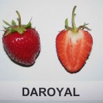 Deroyal garden strawberry in cross section