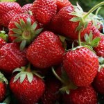 Ducat strawberries close-up