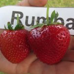 Rumba strawberries close up