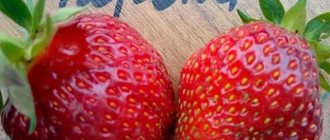 Strawberries variety Korona