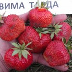 Close-up of Wim Tarde strawberries