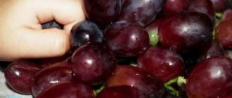 grape berries