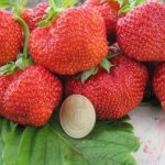 Vima Zanta strawberries