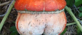 Bright and beautiful decorative pumpkin - description of varieties, cultivation, application