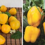 &#39;Bright and tasty sweet pepper &quot;Golden Miracle&quot;: care rules for getting a rich harvest&#39; width=&quot;800