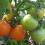 &#39;A bright, extremely healthy and adored by children tomato &quot;Duckling&quot;
