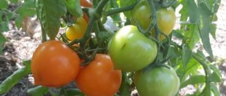 &#39;A bright, extremely healthy and adored by children tomato &quot;Duckling&quot;