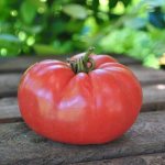 &#39;Bright early tomato with large fruits - tomato &quot;King of the market&quot;