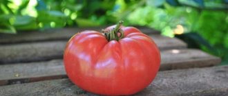 'Яркий ранний помидор с крупными плодами - томат "Король рынка