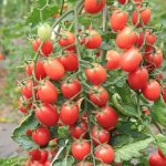 &#39;A bright and tasty decoration for your summer cottage - the &quot;Monisto pink&quot; tomato&#39; width=&quot;800