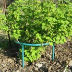 Why do you need supports for currants and how to make them yourself