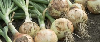 Why trim onions, and how to do it correctly for winter storage