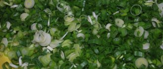 Preparing greens for the winter: is it possible to freeze green onions and how to do it correctly