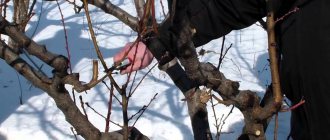 Preparation and storage of apple tree cuttings for grafting in spring