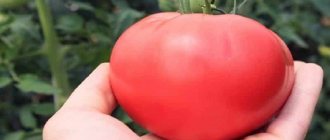 &#39;Wonderful tomatoes for greenhouses and greenhouses: tomato &quot;Doll Masha&quot;&#39; width=&quot;800
