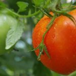 &#39;A wonderful hybrid for growing in open ground - plant tomato &quot;Juggler f1&quot;&#39; width=&quot;800