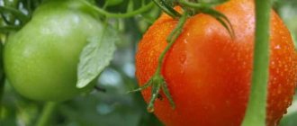 &#39;A wonderful hybrid for growing in open ground - plant tomato &quot;Juggler f1&quot;&#39; width=&quot;800