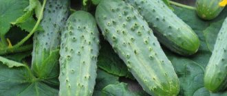 Pickling - Early varieties of cucumbers