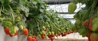 Healthy plants in a greenhouse after disinfection