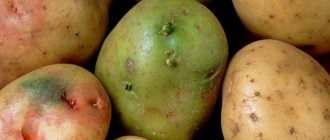 green potatoes