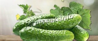 Greens are cylindrical, dark green, finely tuberous, with thin skin and white prickly spines