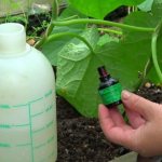Zelenka for cucumbers: use in greenhouses and open ground, spraying, reviews