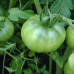 Зеленый томат Атаман