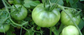 Green tomato Ataman