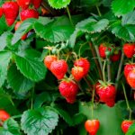 Ampel strawberries - growing the most popular varieties