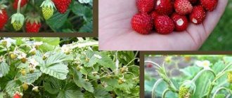 Strawberries Rügen: description of the variety and cultivation characteristics