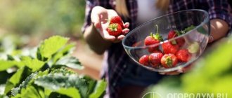 Due to the high yield and marketability of the berries, Vima Kimberly strawberries are excellent for both amateur gardening and commercial cultivation