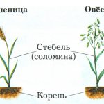 Зерновые культуры список растений с названиями
