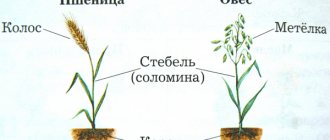 Cereals list of plants with names