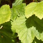 Currant leaves turn yellow