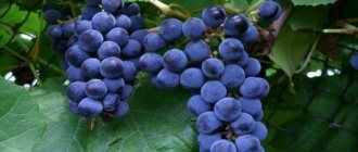 зилга виноград описание