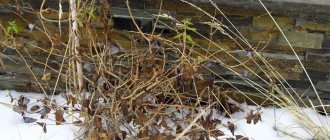 Wintering frost-resistant varieties of honeysuckle